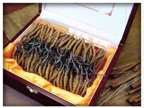 新化冬虫夏草回收